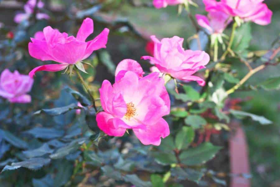 Spring in New York: Our Picks for the City’s Best Gardens
